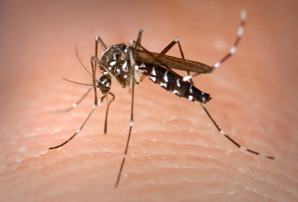 Moustique tigre Aedes albopictus, vecteur d'arbovirus