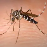 Moustique tigre Aedes albopictus, vecteur d'arbovirus