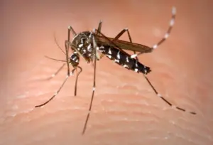Lire la suite à propos de l’article Institut Pasteur : un insectarium pour traquer les arbovirus