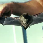 Chauve-souris brune (Myotis lucifugus), espèce impliquée dans des cas de transmission de la rage en Amérique du Nord
