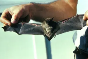 Lire la suite à propos de l’article Rage : un enfant meurt après avoir été en contact avec une chauve-souris au Canada