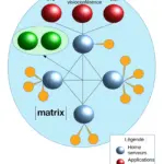 Schéma de l'architecture décentralisée du protocole Matrix, utilisé par la messagerie Tchap de l'État