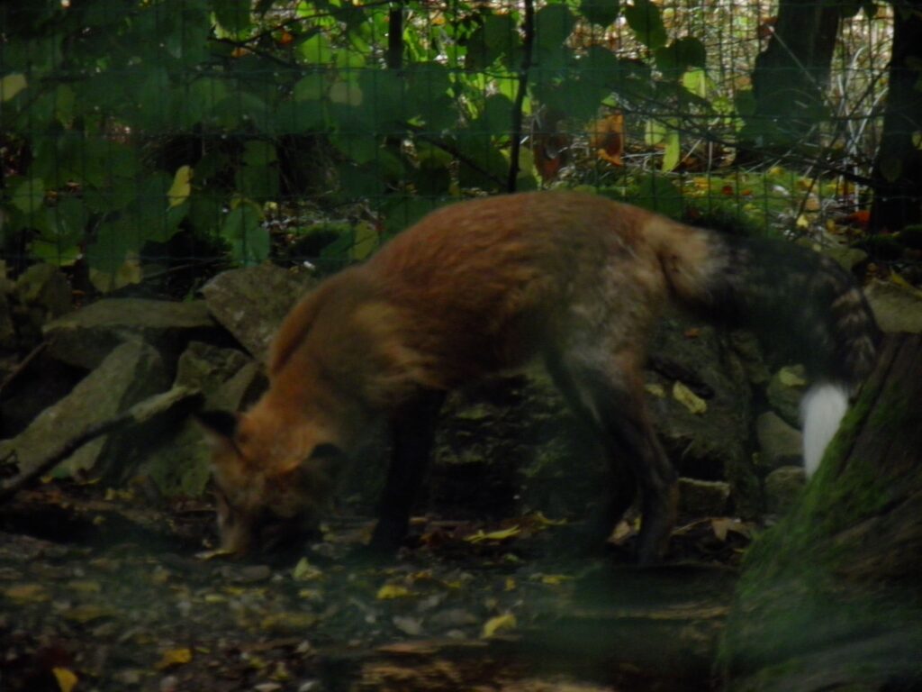 Renard roux européen dans son habitat naturel