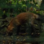 Renard roux européen dans son habitat naturel
