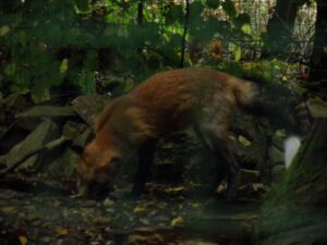 Lire la suite à propos de l’article Renards : l’abattage d’une famille émeut le Val-de-Marne
