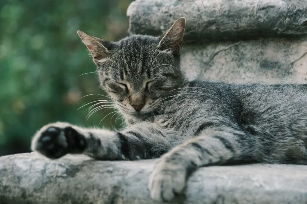 Chat tigre gris se reposant a l exterieur