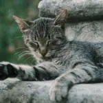 Chat tigre gris se reposant a l exterieur