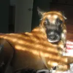 Un berger belge malinois, photo d illustration