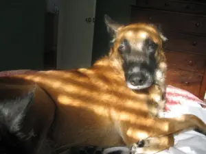 Lire la suite à propos de l’article Chien poignardé à Metz : trois personnes en garde à vue