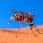 Un moustique Aedes aegypti se pose sur une peau humaine