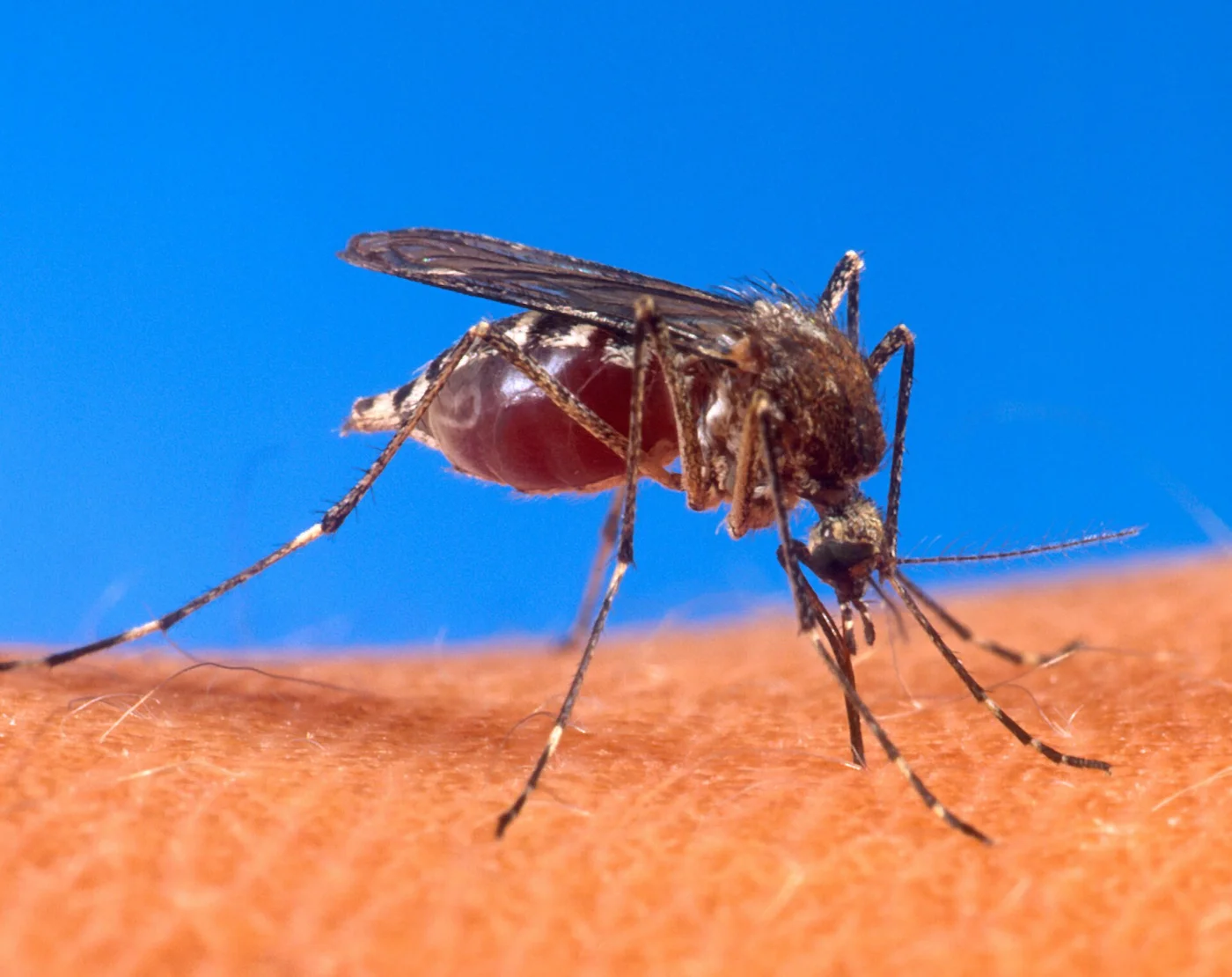 Un moustique Aedes aegypti se pose sur une peau humaine