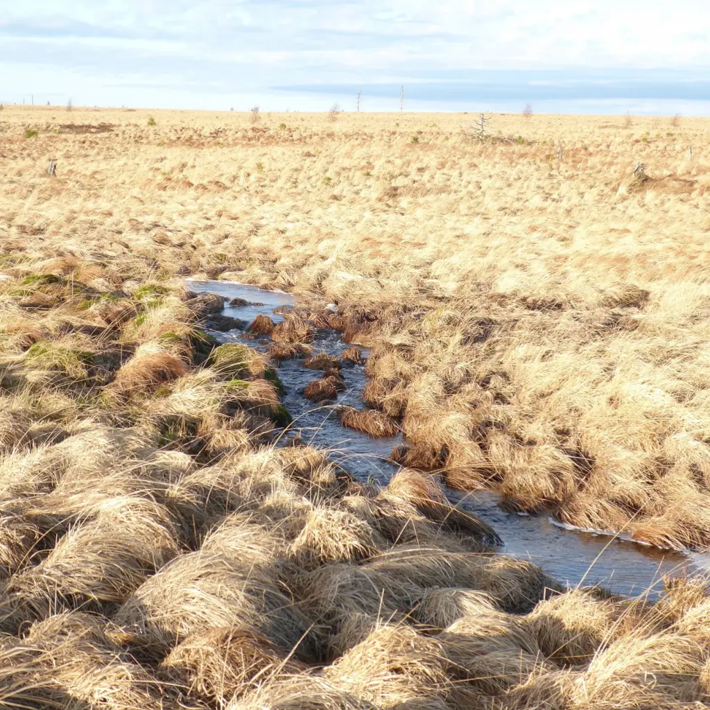 Paysage de tourbiere du plateau des Hautes Fagnes en Belgique orientale