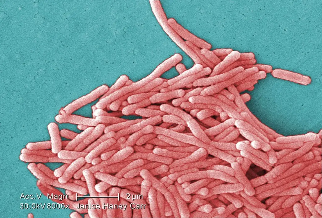 Bactéries Legionella pneumophila observées au microscope électronique à balayage (image d'illustration)
