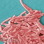 Bactéries Legionella pneumophila observées au microscope électronique à balayage (image d'illustration)