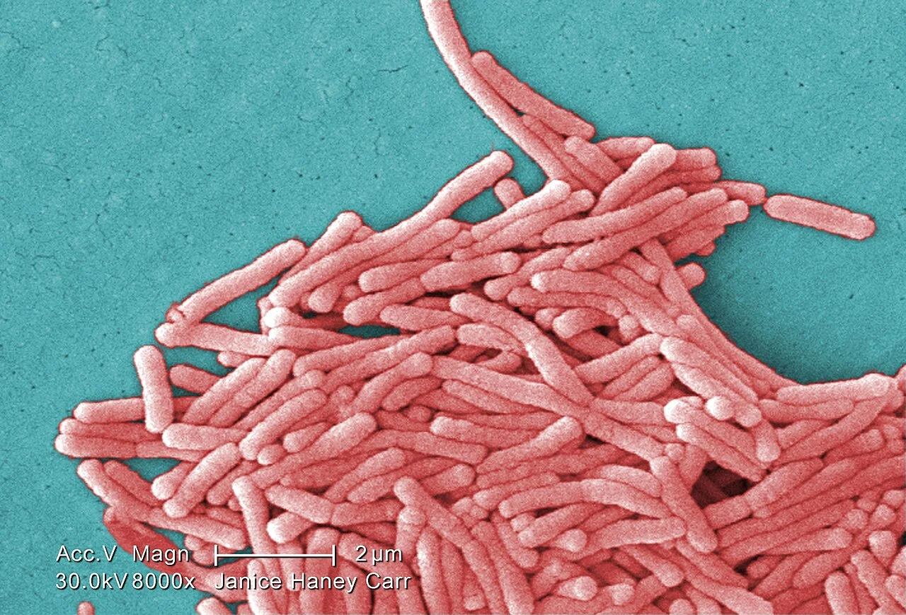 Bactéries Legionella pneumophila observées au microscope électronique à balayage (image d'illustration)