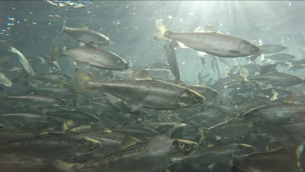 Saumons juvéniles dans un bassin d'élevage en circuit fermé (raceway), illustration du type d'installation aquacole terrestre