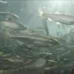 Saumons juvéniles dans un bassin d'élevage en circuit fermé (raceway), illustration du type d'installation aquacole terrestre