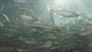 Lire la suite à propos de l’article Mégaferme à saumons : la Gironde autorise Pure Salmon à Verdon-sur-Mer