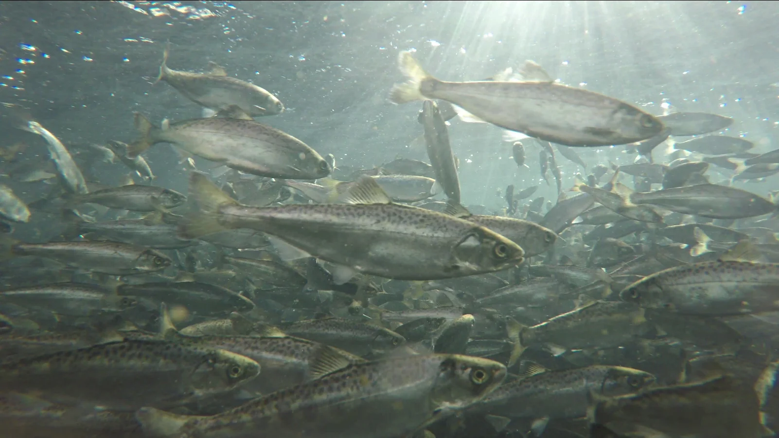 Saumons juvéniles dans un bassin d'élevage en circuit fermé (raceway), illustration du type d'installation aquacole terrestre