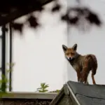 Un renard roux en milieu urbain, photo d illustration