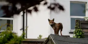 Lire la suite à propos de l’article Renard de Tassin-la-Demi-Lune : l’État privilégie l’abattage