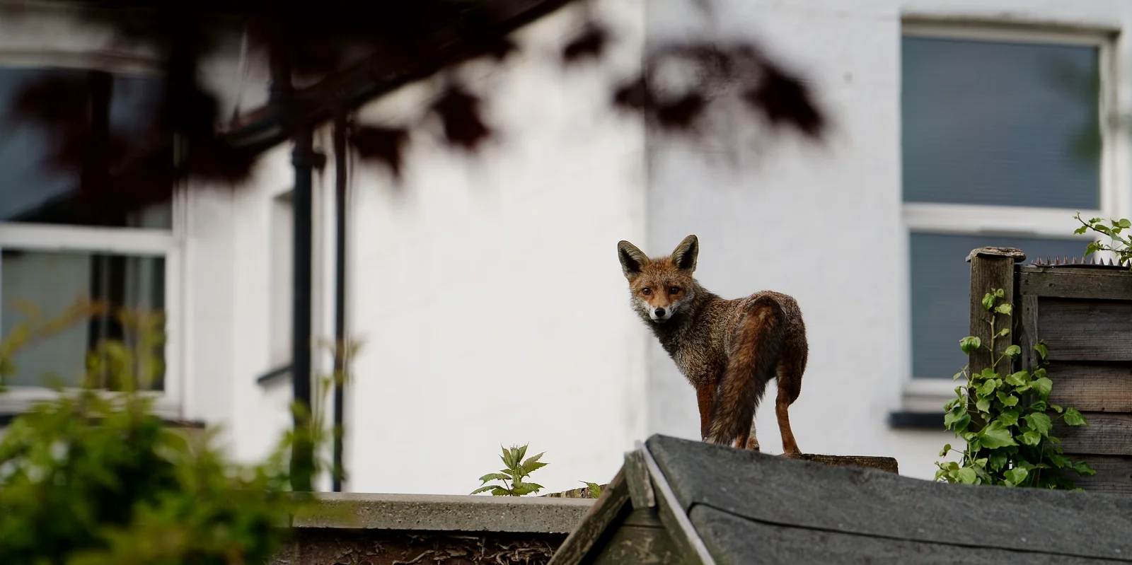 Un renard roux en milieu urbain, photo d illustration