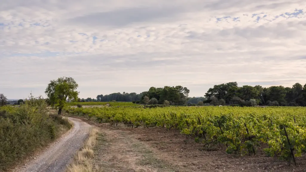 Rangs de vignes dans un paysage viticole du sud de la France, photo d’illustration