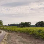 Rangs de vignes dans un paysage viticole du sud de la France, photo d’illustration