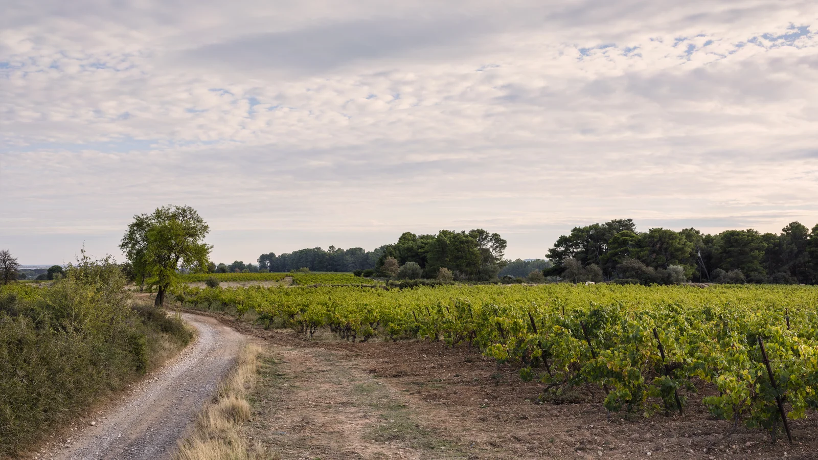 Rangs de vignes dans un paysage viticole du sud de la France, photo d’illustration