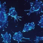 Cellules cancereuses observees au microscope en contraste de phase