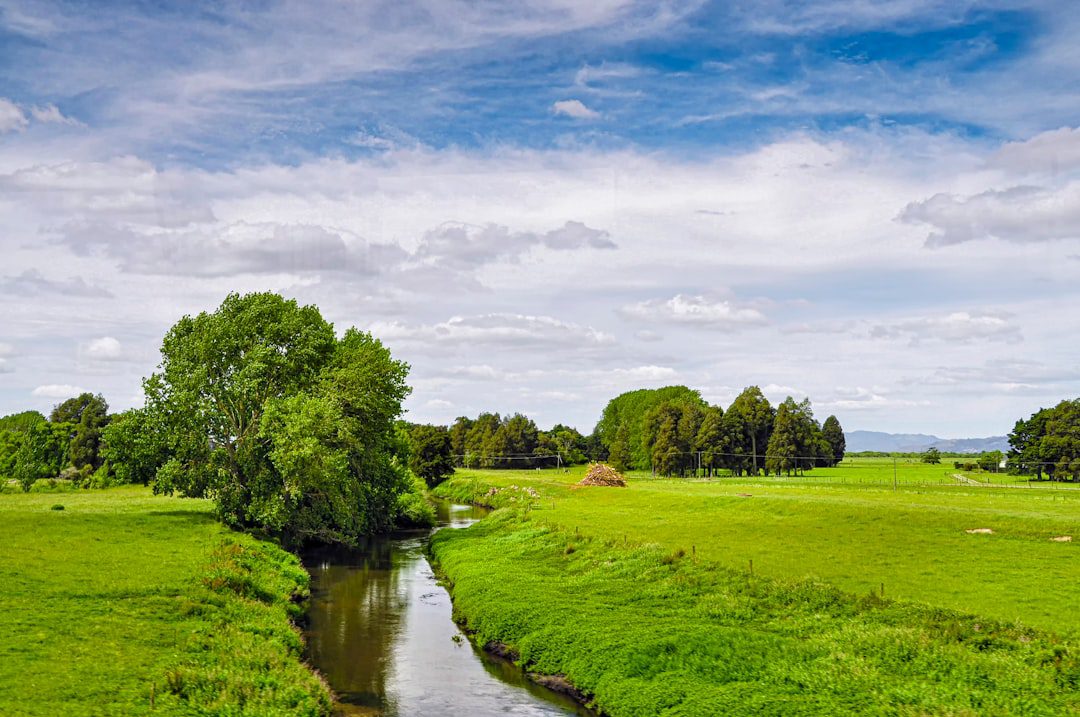a river running through a lush green field
