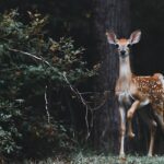 brown deer beside plants