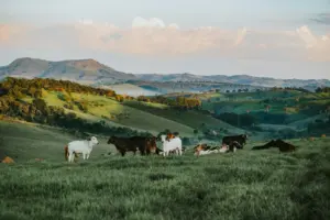 Lire la suite à propos de l’article Viande brésilienne : l’Union européenne suspend ses importations