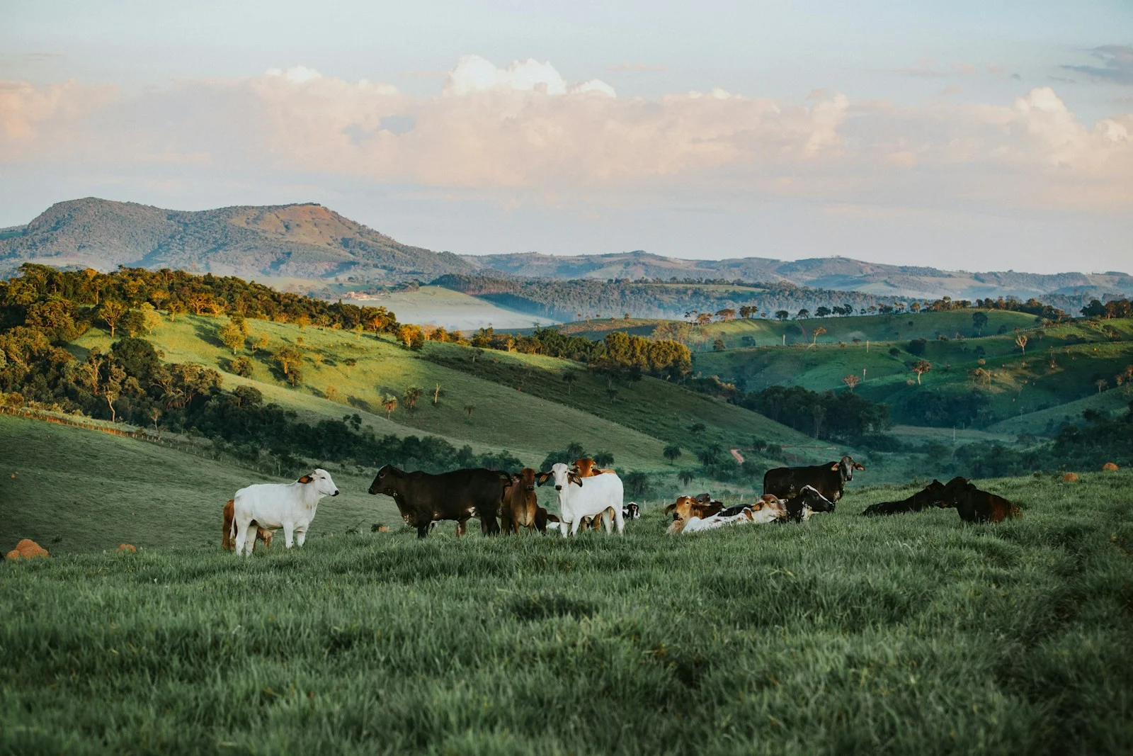 Troupeau de bovins dans une exploitation agricole au Bresil